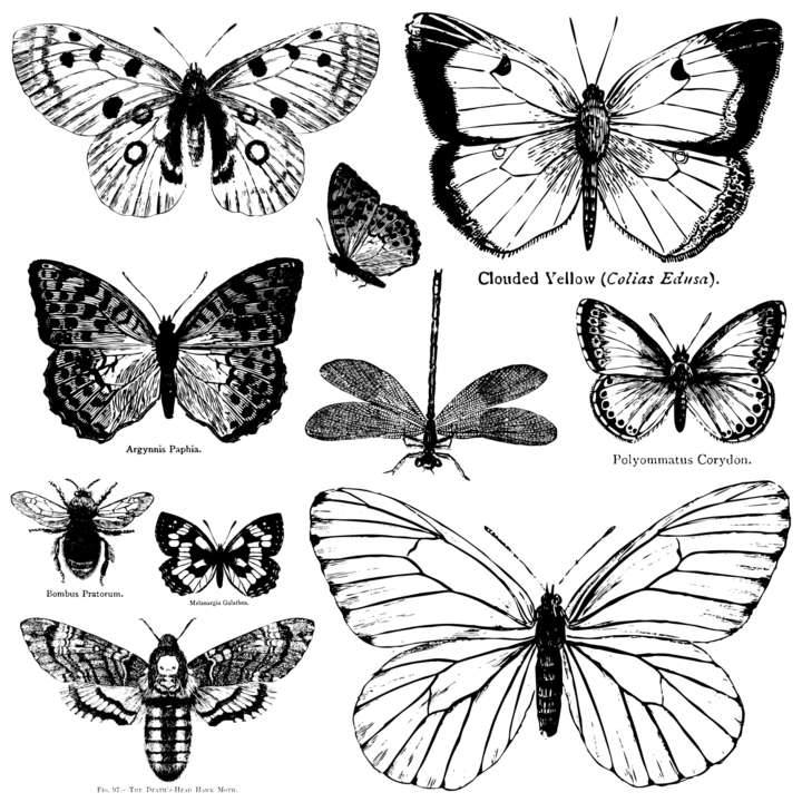 Butterflies IOD Decor Stamp (12″X12″)